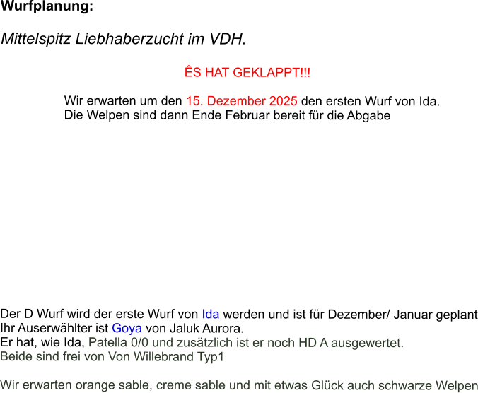 Wurfplanung:  Mittelspitz Liebhaberzucht im VDH.                                                       ÊS HAT GEKLAPPT!!!                     Wir erwarten um den 15. Dezember 2025 den ersten Wurf von Ida.                    Die Welpen sind dann Ende Februar bereit für die Abgabe              Der D Wurf wird der erste Wurf von Ida werden und ist für Dezember/ Januar geplant Ihr Auserwählter ist Goya von Jaluk Aurora.  Er hat, wie Ida, Patella 0/0 und zusätzlich ist er noch HD A ausgewertet.  Beide sind frei von Von Willebrand Typ1  Wir erwarten orange sable, creme sable und mit etwas Glück auch schwarze Welpen